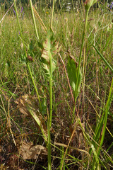 Microseris laciniata