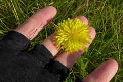 Microseris laciniata