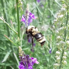 Bombus fervidus