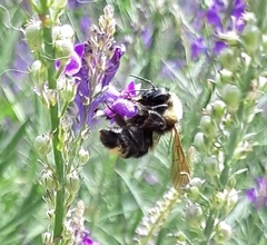 Bombus fervidus