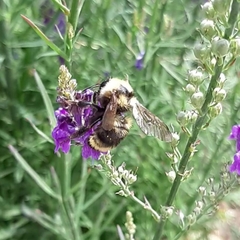 Bombus fervidus