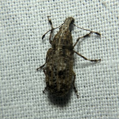 Meconemus infuscatus