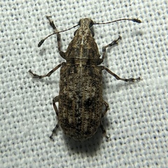 Meconemus infuscatus