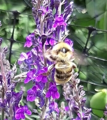 Bombus fervidus