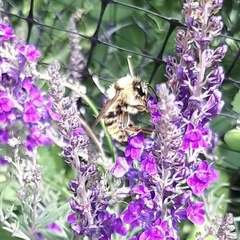 Bombus fervidus