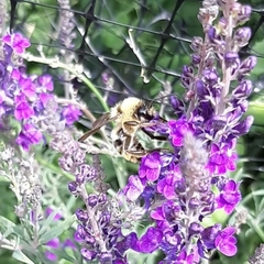 Bombus fervidus
