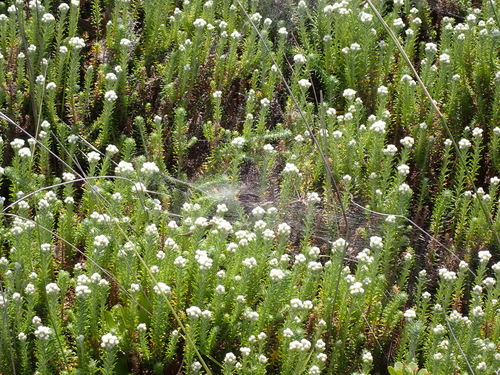 Image of Helichrysum teretifolium by (c) Nicola van Berkel, some rights reserved (CC BY-SA)