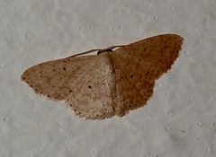 Scopula parodites