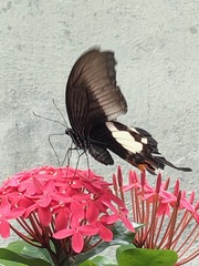 Papilio iswara