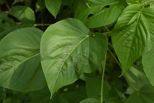 Acalypha angatensis (Acalypha angatensis)