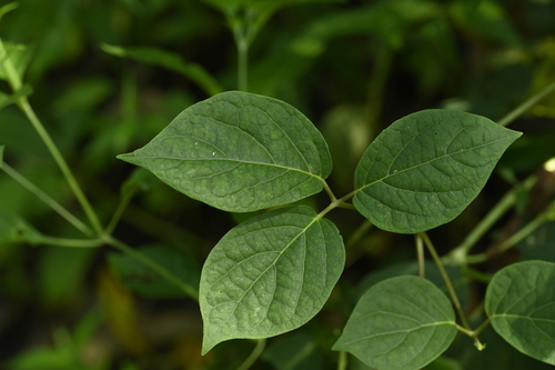 Illigera luzonensis (Illigera luzonensis)