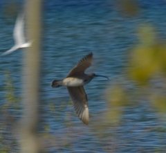 Numenius phaeopus hudsonicus