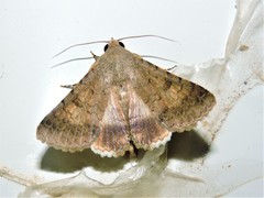 Pandesma anysa