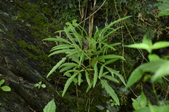 Kalanchoe ceratophylla, photograph (c) 曾昱承 Yu-Cheng Zeng, some rights reserved (CC BY)