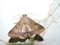 Pandesma anysa