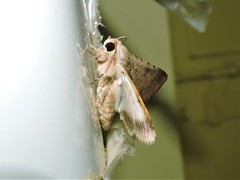 Pandesma anysa