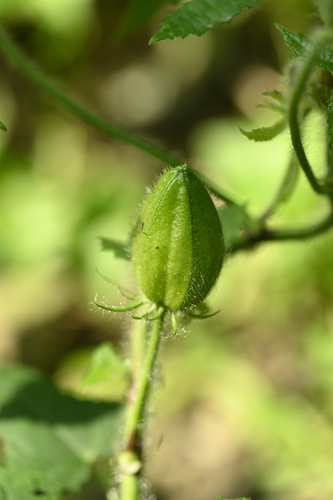 Image of Abelmoschus moschatus by (c) 曾昱承 Yu-Cheng Zeng, some rights reserved (CC BY)