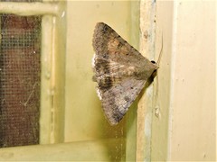 Pandesma anysa