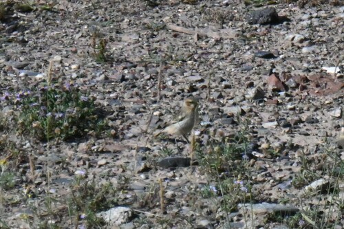 Rufous-necked Snowfinch