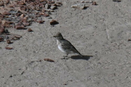 Asian Short-toed Lark