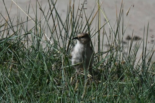 Ground Tit