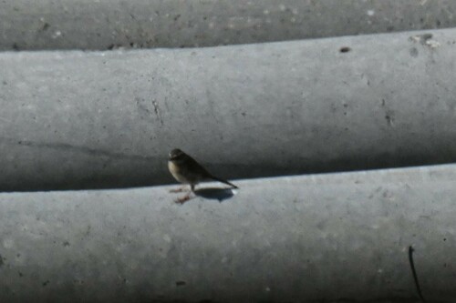 Brown Accentor