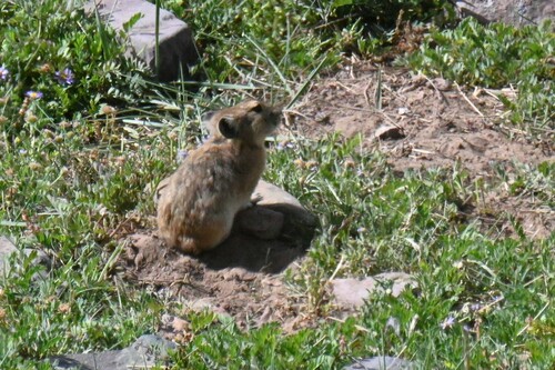 Black-lipped Pika