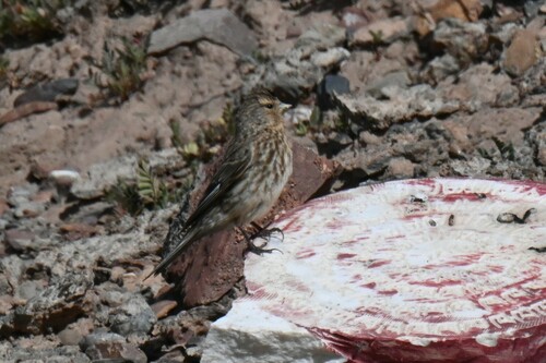 Twite