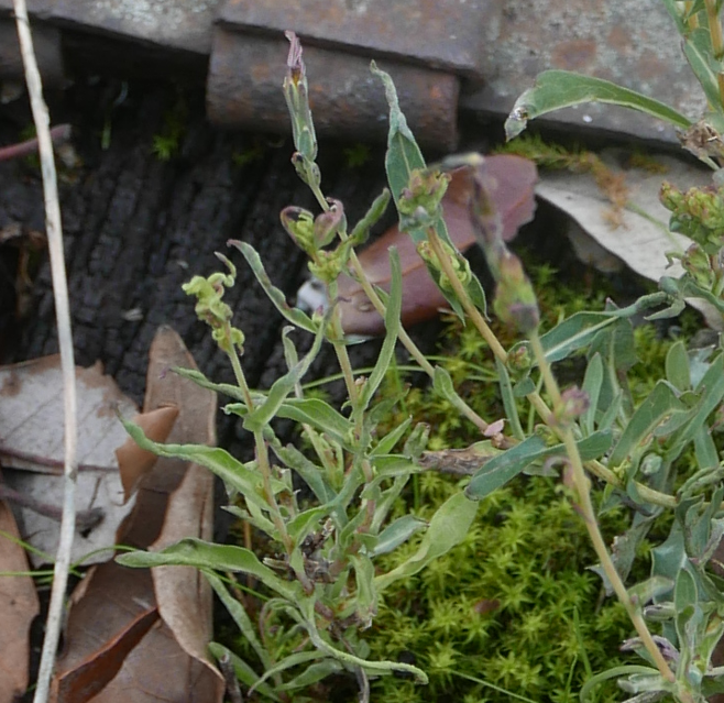 Aculus lactucae