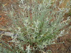 Pseudognaphalium thermale