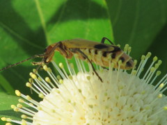 Chauliognathus discus