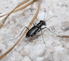 Cicindela abdominalis