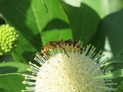 Chauliognathus discus