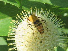 Chauliognathus discus