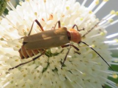 Chauliognathus discus