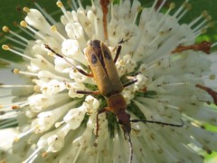 Chauliognathus discus