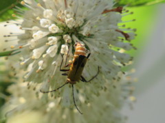 Chauliognathus discus