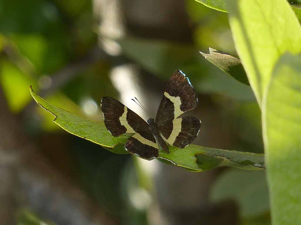 Baeotis johannae