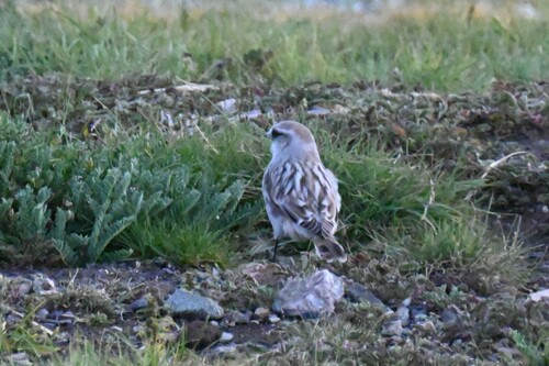 White-rumped Snowfinch