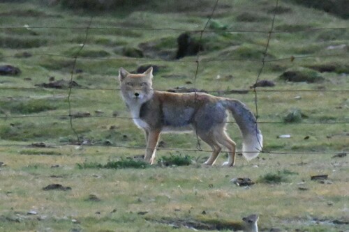 Tibetan Fox