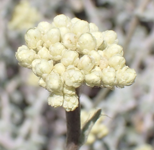 Image of Helichrysum patulum by (c) Nicola van Berkel, some rights reserved (CC BY-SA)