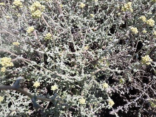Image of Helichrysum patulum by (c) Nicola van Berkel, some rights reserved (CC BY-SA)