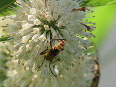 Chauliognathus discus