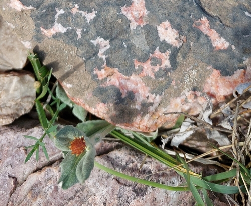 Pfaffia gnaphalioides, photograph 4
