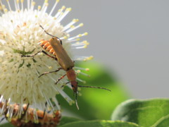 Chauliognathus discus