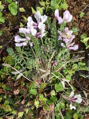 Oxytropis sordida