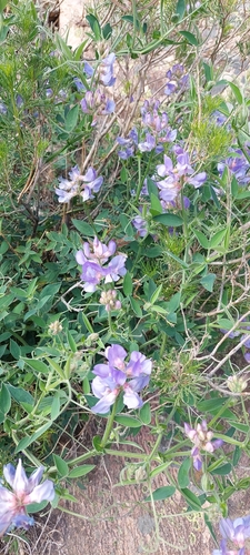 Image of Lathyrus pubescens by (c) Lauu, some rights reserved (CC BY)