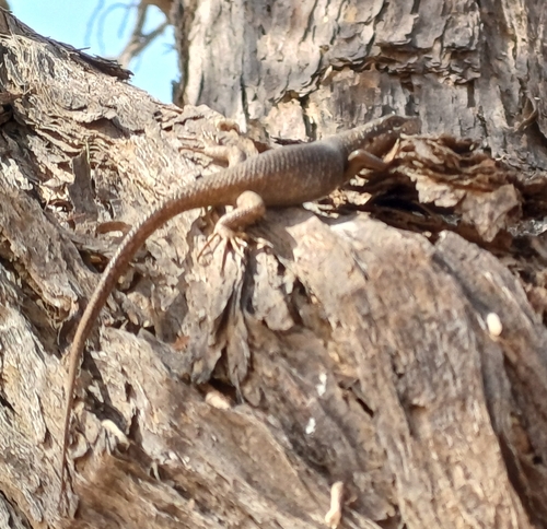 Karasburg Tree Skink, Trachylepis sparsa
