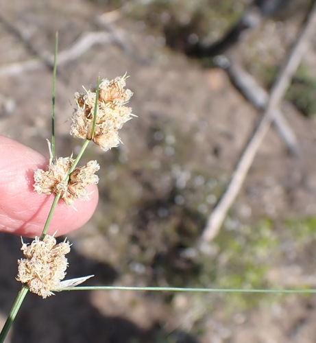 Image of Ficinia bulbosa by (c) Nicola van Berkel, some rights reserved (CC BY-SA)