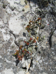 Erica depressa